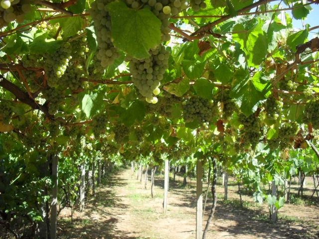 Cultivo de la uva